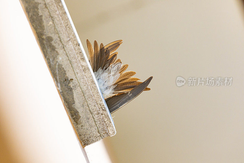 家燕(Hirundo rustica)尾巴。从下面的窗口视图。